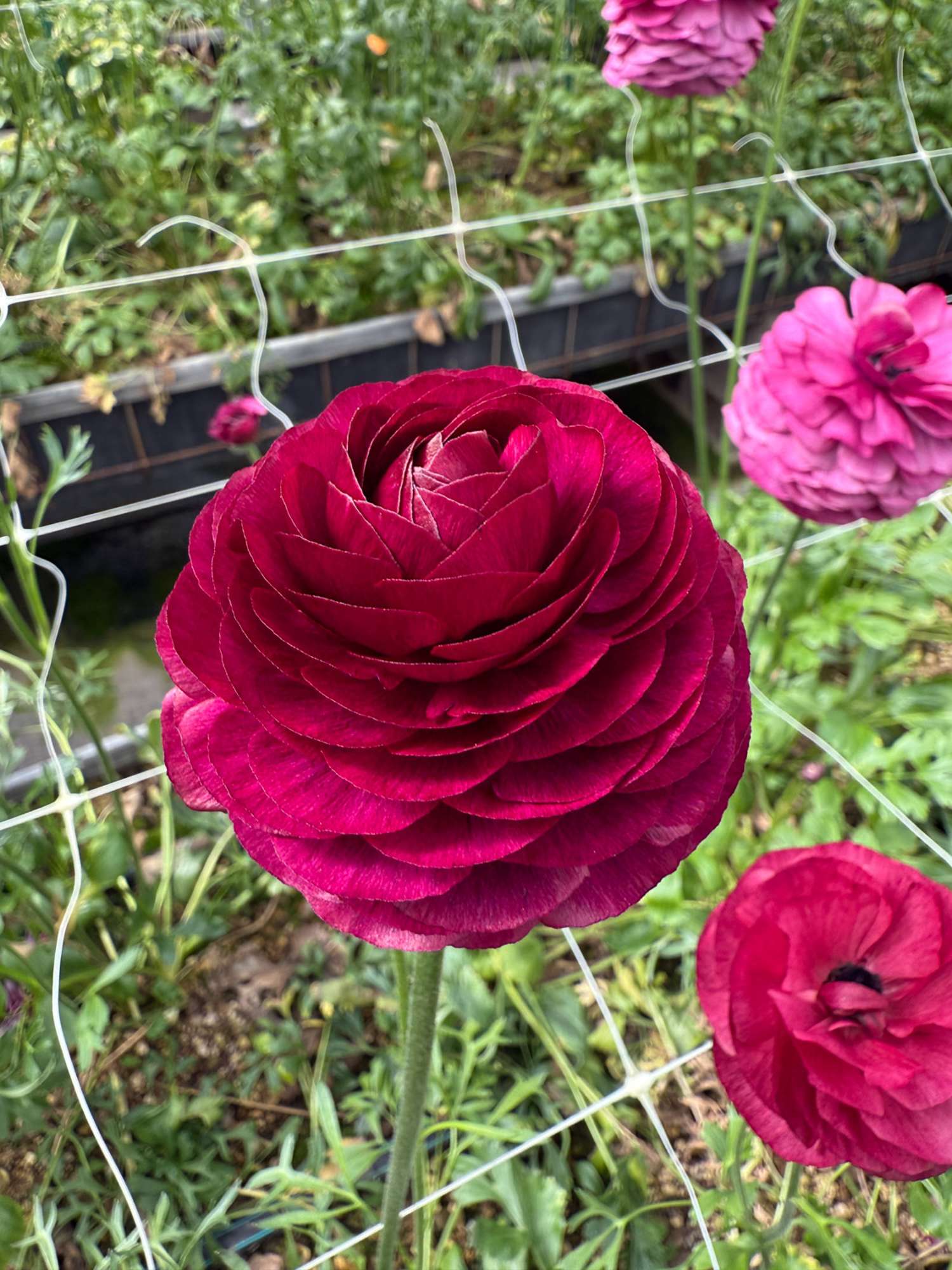 Leinikki 'Elegance Viola'